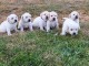 Chiots Labrador Retriever disponibles