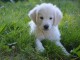 Chiot golden retriever trois mois