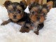 Adorables chiots Yorkies Je préfère lequel et je crois que