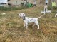 Chiots Dalmatien A Donner