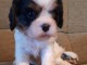 Chiots cavalier king charles LOF Pedigree 