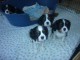 Chiots de type Cavalier King Charles lof