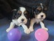 Chiots de type Cavalier King Charles lof