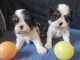 Chiots de type Cavalier King Charles lof