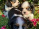 Chiots de type Cavalier King Charles lof