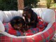 Chiots de type Cavalier King Charles lof