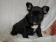 Bouledogue français disponible de