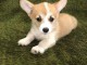 Welsh Corgi Pembroke chiots