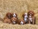Chiots Cavapoo prêts pour leur nouvelle maison