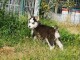 Superbes chiots Husky Sibérien.