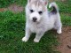 Superbes chiots Husky Sibérien.