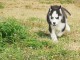 Superbes chiots Husky Sibérien.