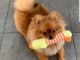 nos chiots spitz nian disponible don