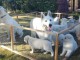 Chiots Berger Blanc Suisse