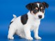 Chiots Jack Russell Terrier