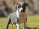 Adoption chiot American Staffordshire Terrier