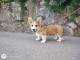 Corgi gallois de Pembroke chiots