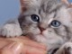 Chaton dispo pour adoption