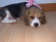 Chiot beagle à vendre