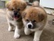 Magnifiques Chiots Akita Inu