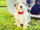 Magnifiques chiots berger australien