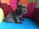 chiots bouledogue français Bleu lof