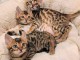 Urgent Adonner  contre bon soin  chaton bengals 