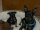 Chiots Pinscher Nain Urgent