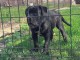 Cane Corso chiot à vendre