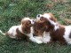 Chiots cavalier king charles spaniel