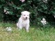 Chiots Berger Blanc Suisse