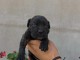 Cane Corso chiots à vendre