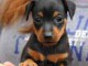 A donner chiot Pinscher nain lof