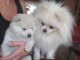 Adorables Spitz allemand lof