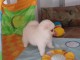 Adorables Spitz allemand lof