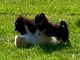 Adorables Spitz allemand lof