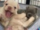 Magnifique bulldogs français en adoption