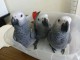 PERROQUET GRIS DU GABON