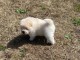 adorable chiots chow chow