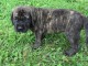 Chiots Mastiff a donner