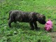 Magnifiques chiots Mastiff a donner 