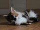 Magnifiques chatons main coon 