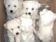 Magnifique bichon maltais en adoption 