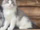 Maine Coon  chaton Loof 