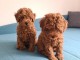 Caniche nain rouge chiots