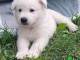 Chiots Berger Blanc Suisse à adopter