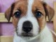 Adorable chiots Jack Russell disponible