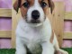 Adorable chiots Jack Russell disponible