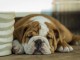 3 chiots bulldog anglais disponible de suite