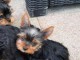 Chiots Yorkshire terrier lof